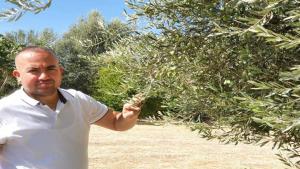 MUT ZEYTİN ÜRETİCİLERİNİN DİKKATİNE!