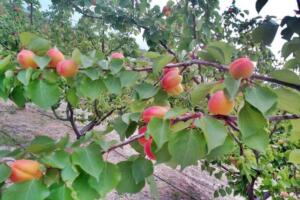 Mut’ta Kayısı Hasadı Başladı