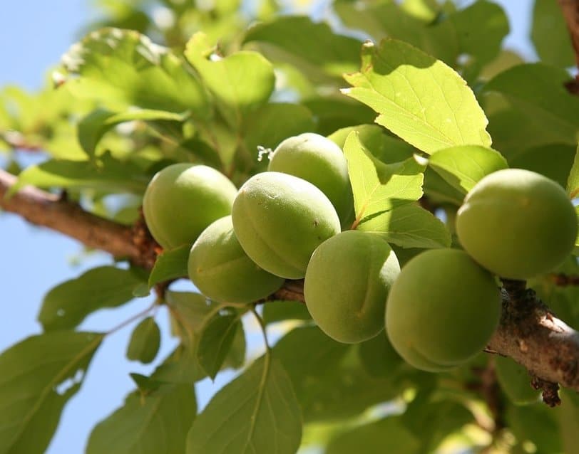 KAYISI KENTİ MALATYA’DA MUT KAYISISI SATILIYOR