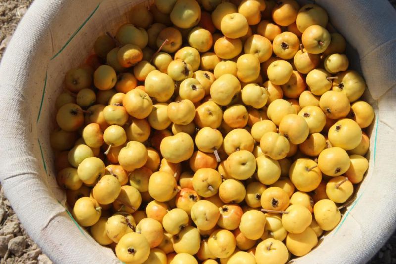 Mut’ta alıç hasadı yapıldı