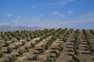 “ZEYTİNLİKLERİMİZİ KESMEYİN!”