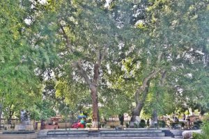 MUT’TA ASIRLIK ÇINARLARIN DALLARI KORKUTUYOR