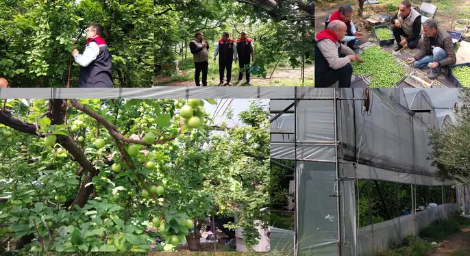 Mut’ta örtü altı erik hasadı başladı