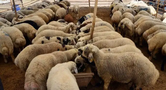 KURBANLIK FİYATLARI AÇIKLANDI