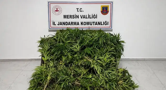 JANDARMADAN GÜLNAR’DA YASADIŞI KENEVİR EKİMİ OPERASYONU