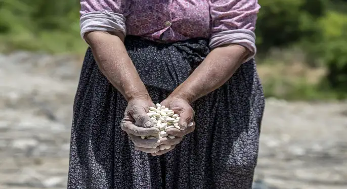Leklek Fasulyesini Canlandırmak İçin Gülnar’a Destek