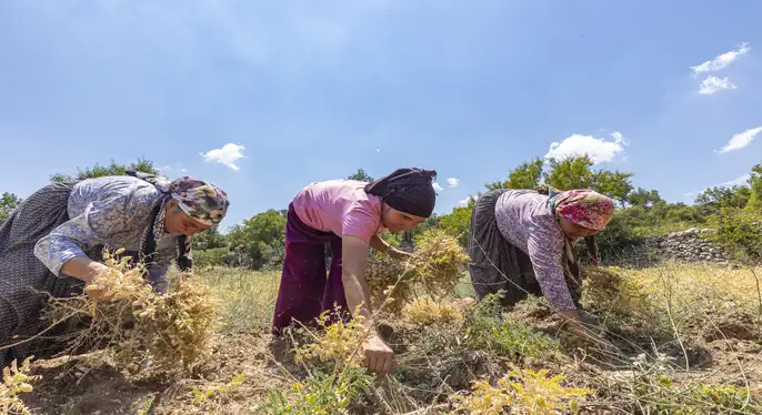 Mersin Büyükşehir Yerel Tohumları Geleceğe Taşıyor