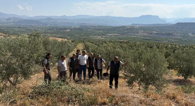 Mut’ta Zeytin Ağaçlandırması Orman Köylüsüne Gelir Sağlıyor