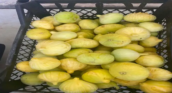Mut’ta incir hasadı başladı