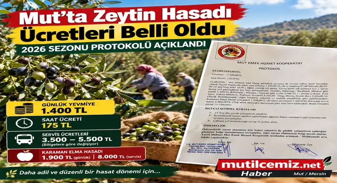 Mut’ta Zeytin Hasadı Ücretleri Belli Oldu: 2026 Sezonu Protokolü Açıklandı